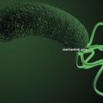 Everything about Helicobacter pylori